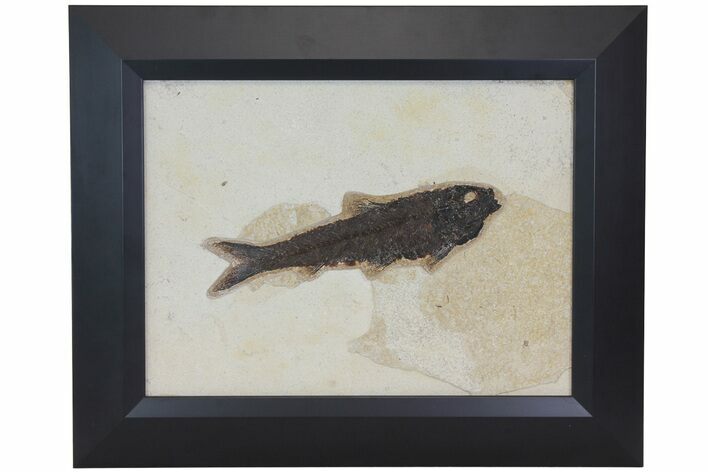 Framed Fossil Fish (Knightia) - Wyoming #113275